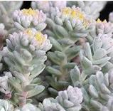 sedumcflosmospathulifoliumcapeblancowoodcottagenursery