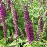 teucriumcfloshircanicumpurpletailswoodcottagenursery