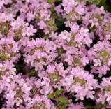 thymuscflosserphyllummagiccarpetwoodcottagenursery