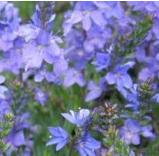veroniccflosprostratawoodcottagenursery