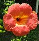 campsiscflograndiflorawikimediacommons