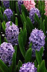 hyacinthuscflosorientalisdelftbluewikimediacommons