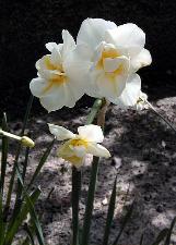 narcissuscforcheerfulnesswikimediacommons