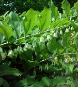 polygonatumcflosmultiflorumwikimediacommons