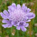 scabiosashapecolumbaria1