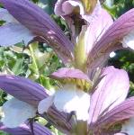 acanthusspinosuspflocoblands