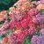 achilleacflossummerberriessuttons