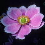 anemoneflo1hybridafoord1