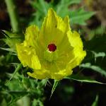 argemoneflomexicanaflowermissouriplants