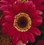 argyranthemumflocmadeiracherryred