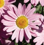 argyranthemumflocmadeiralightpink