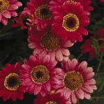 argyranthemumfloscmadeiracherryred
