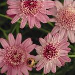 argyranthemumfloscmadeiracrestedpink