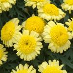 argyranthemumfloscmadeiracrestedyellow