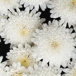 argyranthemumfloscmadeiradoublewhite