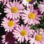 argyranthemumfloscmadeiralightpink