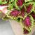 coleusfortcwithhandkongrose1a