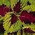 coleusfolsckongrose