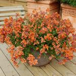 diasciaforcwhispertangerine