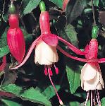 fuchsiaflocalicehoffman