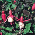fuchsiafloscalicehoffman