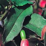 fuchsiafolcalicehoffman
