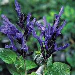 salviafloscblackandblue