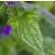 verbenafolhomesteadpurplegarnonswilliams1