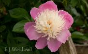 PaeoniaAnemoneFormBowlofBeautywesthead1a