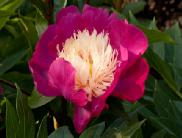 PaeoniaJapaneseFormWhiteCapwesthead1a
