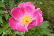 PaeoniaSingleFormGreatLadywesthead1a