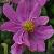 anemoneflohupehensisjaponicaprinzheinrichgarnonswilliams1a1