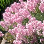 aethionemaflosgrandiflorumkevock