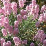 aethionemafolgrandiflorumkevock