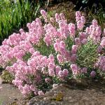 aethionemaforgrandiflorumkevock