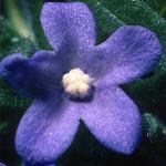 anchusaflocespitosafoord