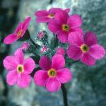 androsaceflos1sarmentosafoord