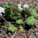 androsacefolrotundifoliakevock