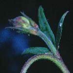 aquilegiaflobudcformosafoord