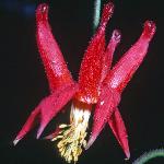 aquilegiafloformosafoord