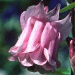 aquilegiaflo1vulgarisfoord