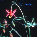aquilegiaflosformosafoord