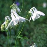 aquilegiaflos3vulgarisfoord