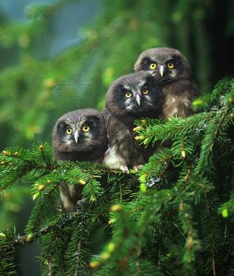 owlsinconifer
