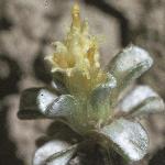 raouliaflo1australis