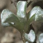 raouliafoldaustralis