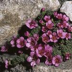 saxifragaforoppositifoliasplendens