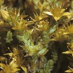 sedumflobudacre