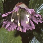 shortiaflouniflora