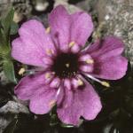 silenefloacaulis